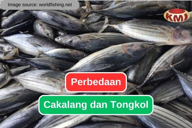 Mengidentifikasi Perbedaan Cakalang dan Tongkol